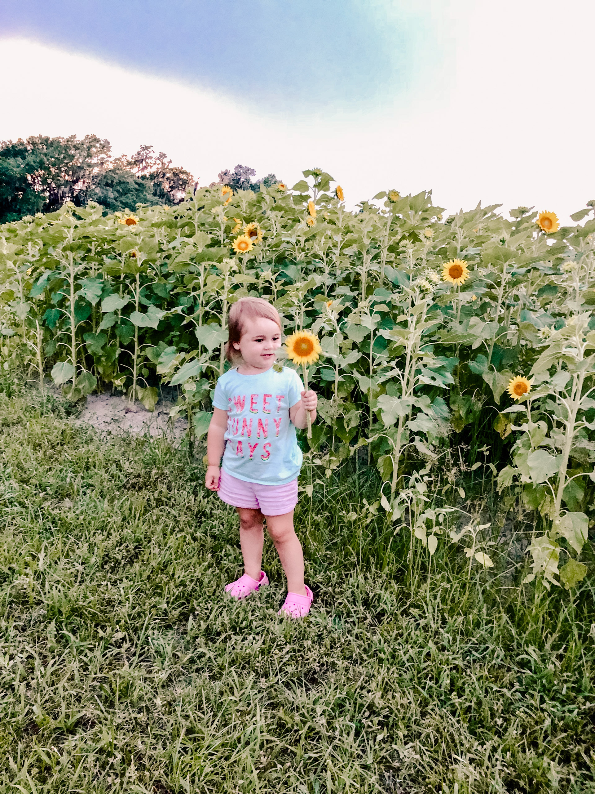 Sunflowers