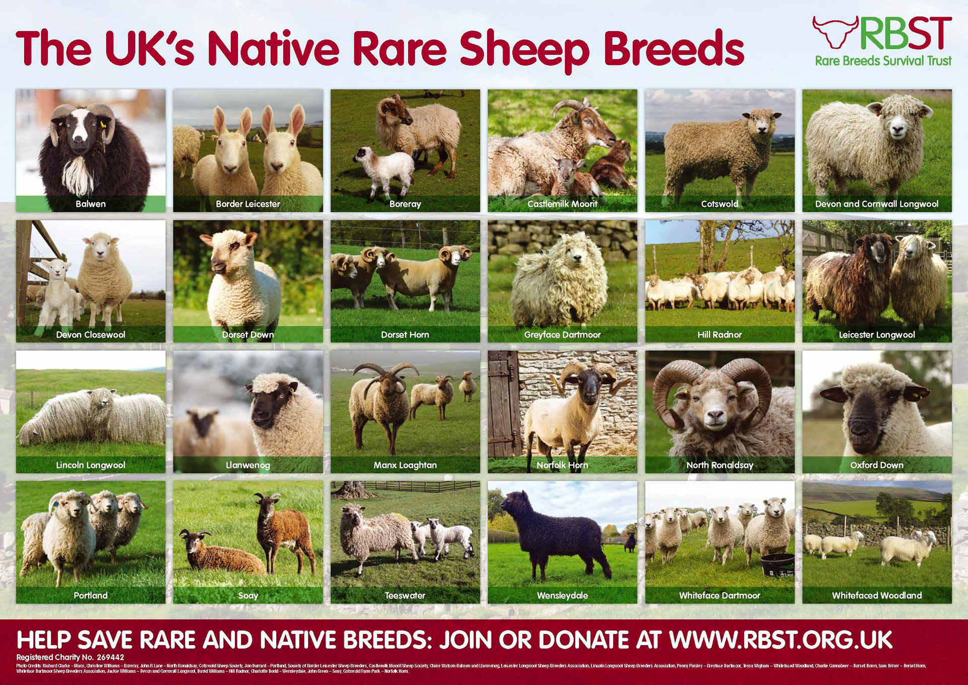 Rare Breeds Preservation Project By Claire Watson Rbst Rare Breeds