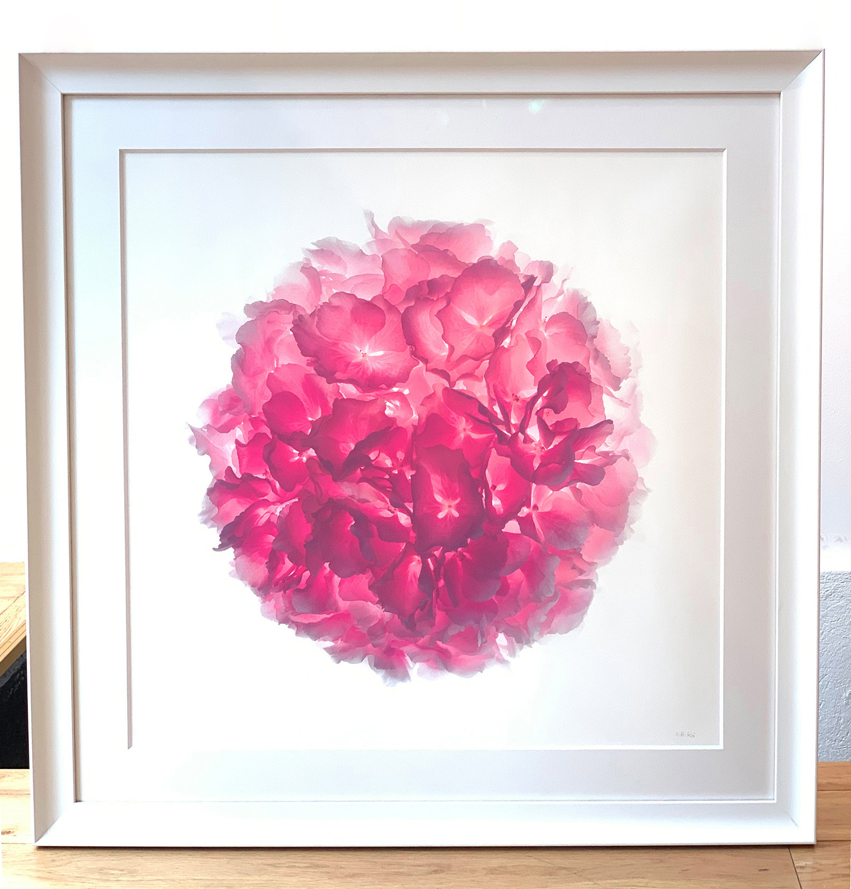Quand l'hortensia explose.