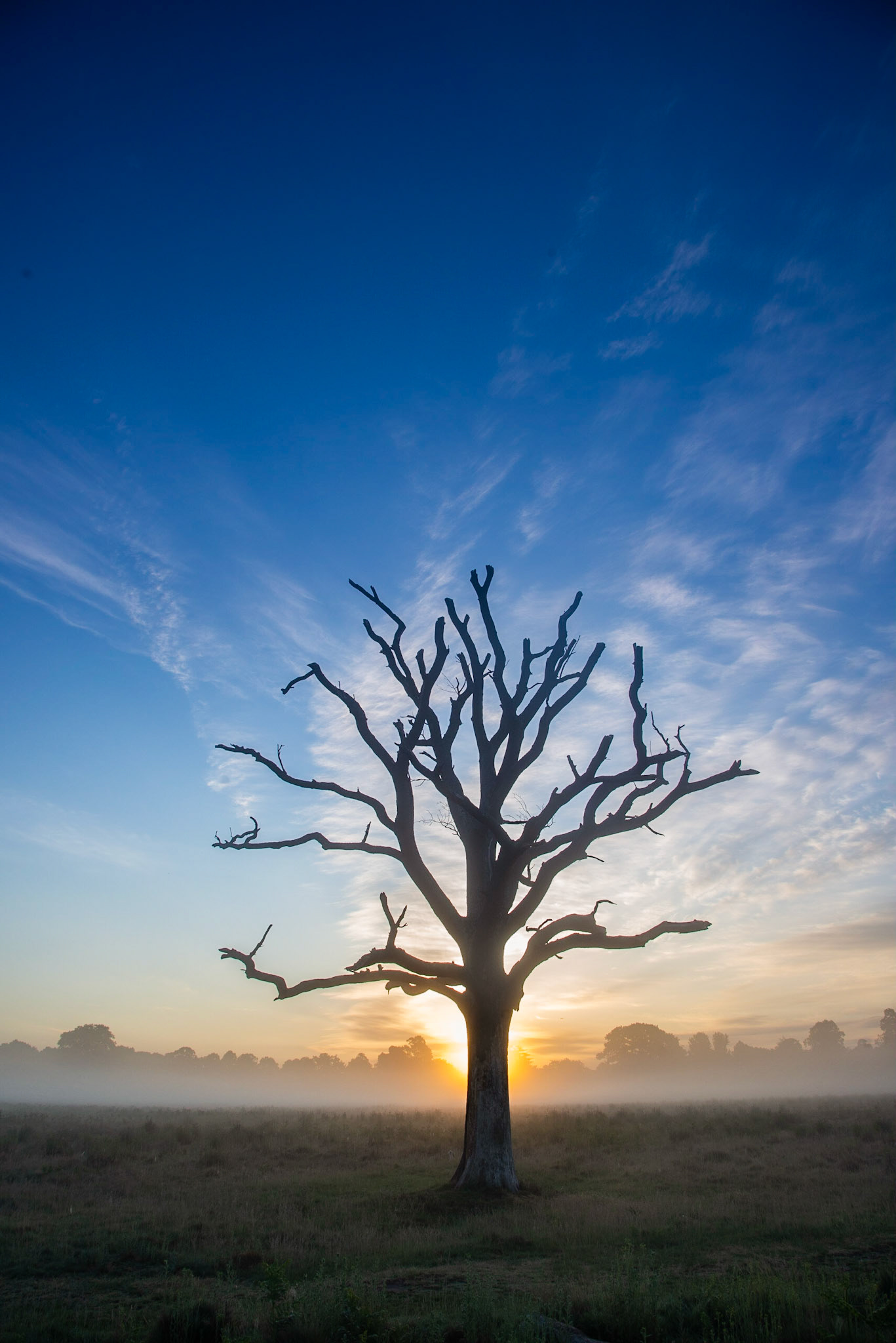 The famous Bushy tree