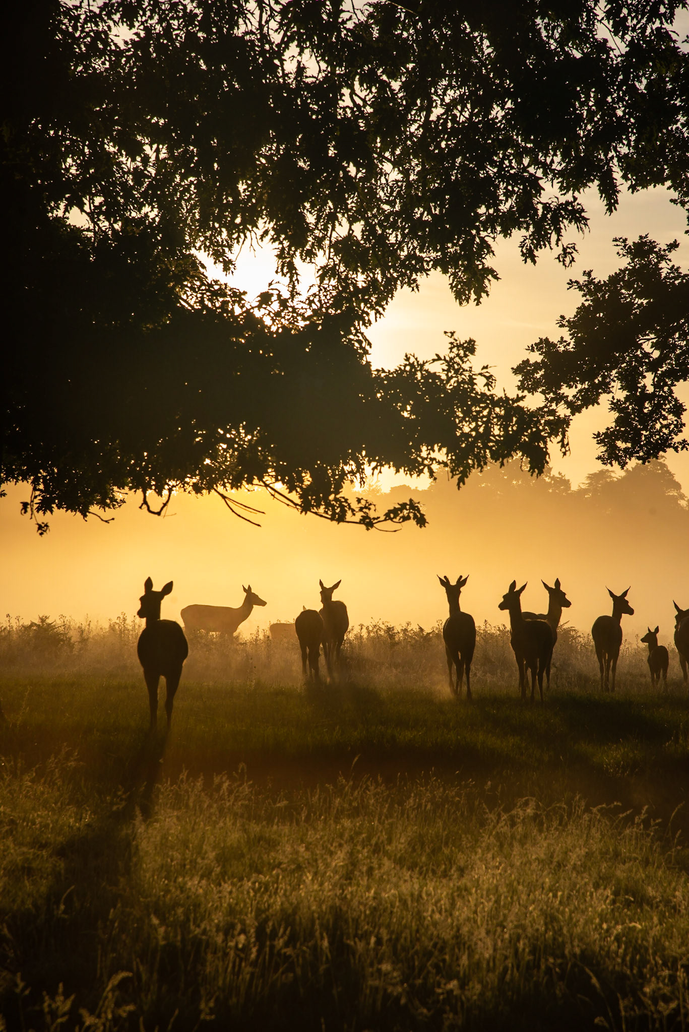 Deer group at sunrise 2
