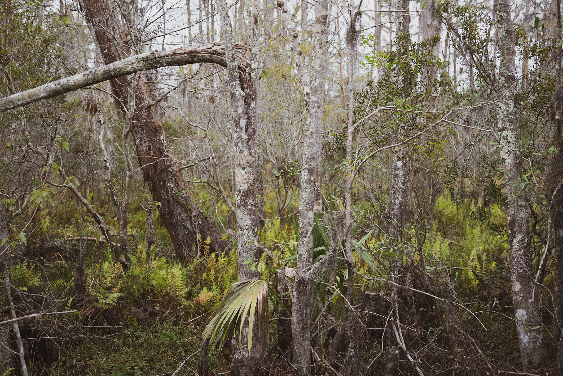 Barataria Preserve, Jean Lafitte National Park - New Orleans LA - by Alison Northway 2022