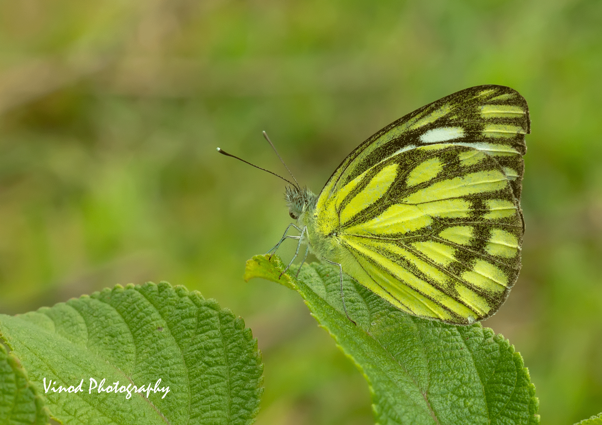 Common Gul