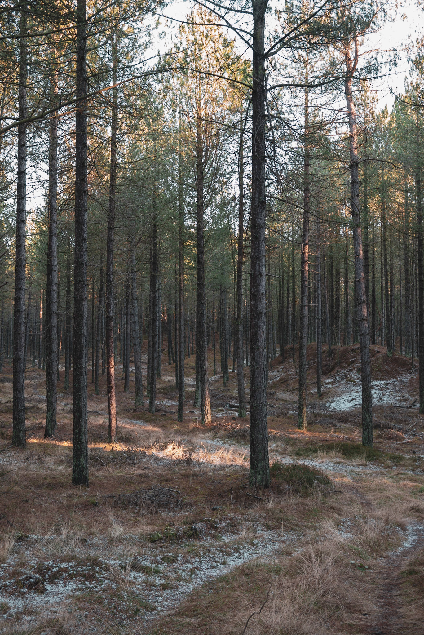 Forest Path