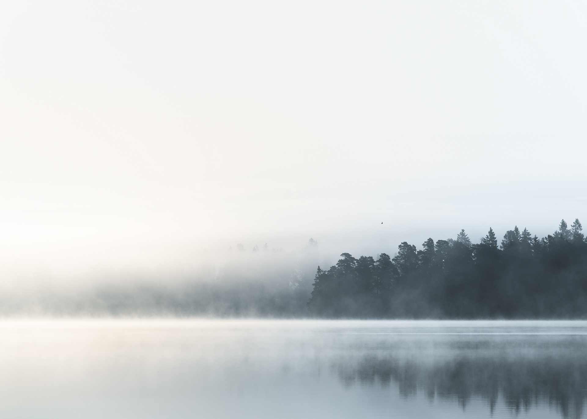 Morning Fog II