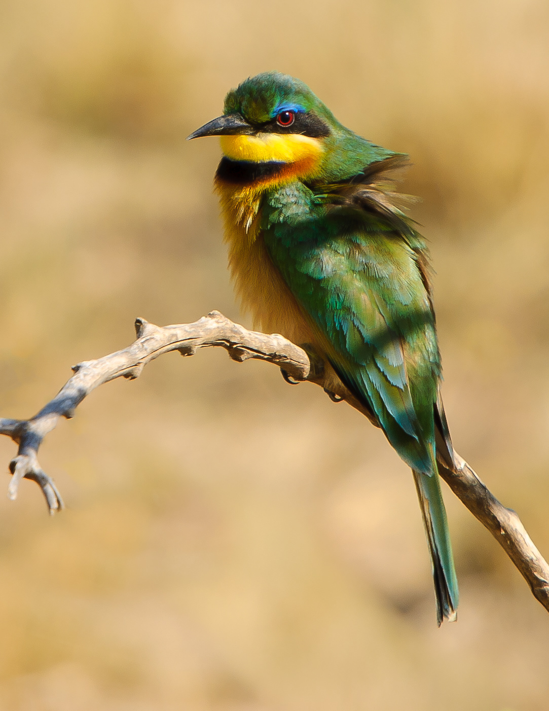 Little bee-eater sitting by the Mara River waiting for insects