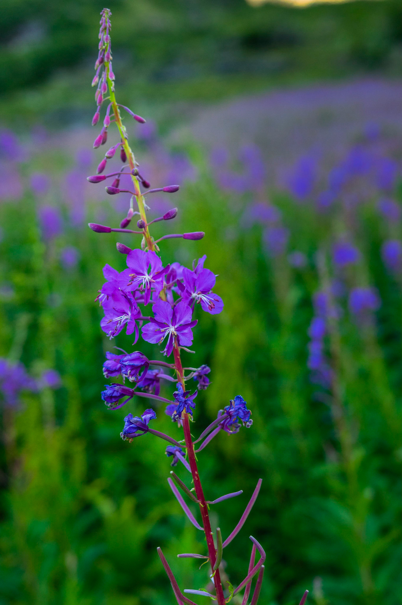 A stalk of fireweed among a patch of many.  Along the Going to the Sun Road.Glacier National ParkJuly 31, 2015PENTAX K-3, Sigma 18-35mm f/1.8 DC HSM ArtISO 800 35 mm  ¹⁄₂₅₀ sec at ƒ / 3.5
