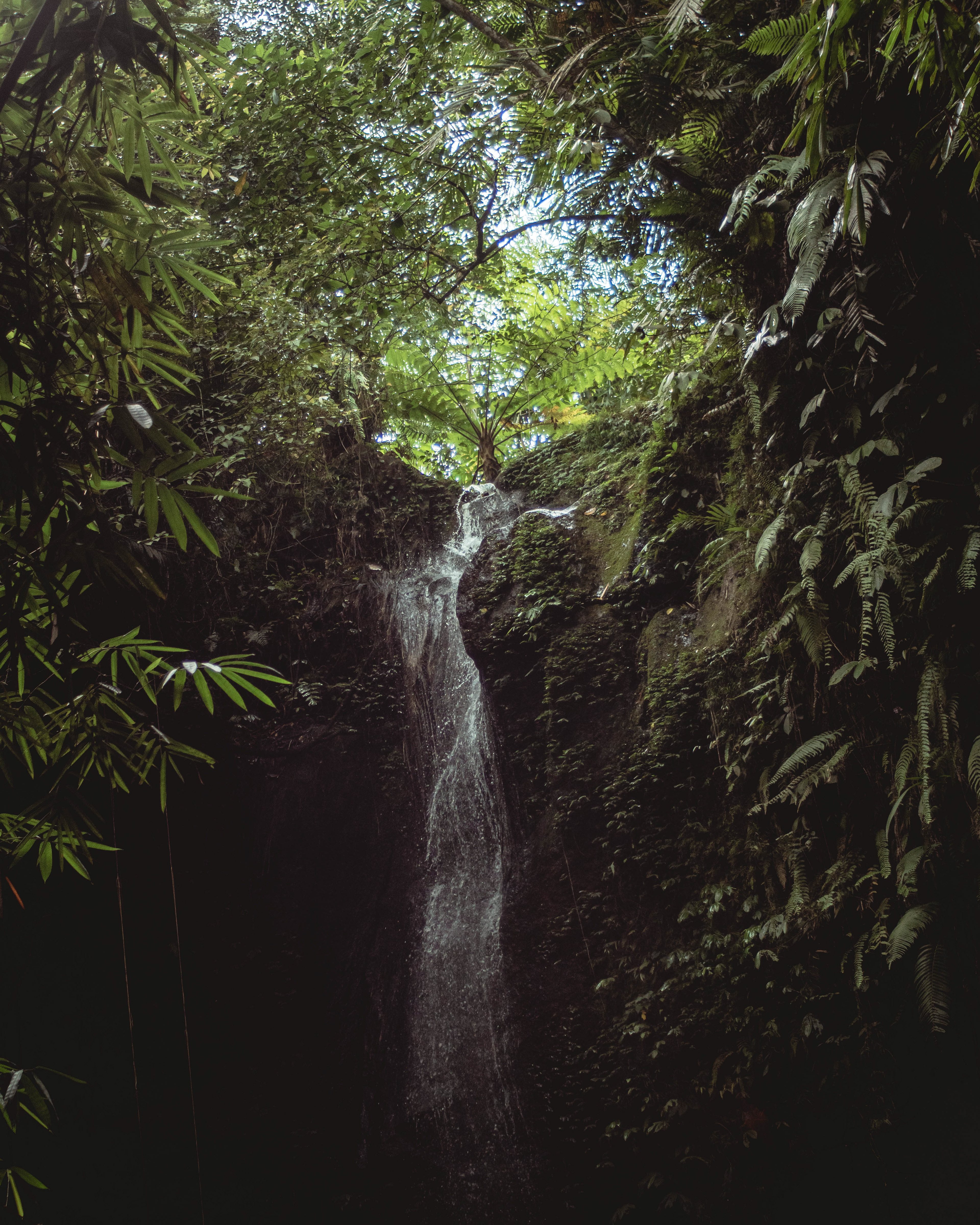 Somewhere in the Jungle, Bali, Indonesia