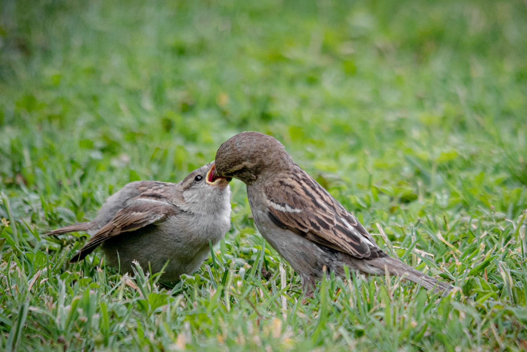 House Sparrow