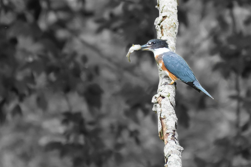 Kingfisher