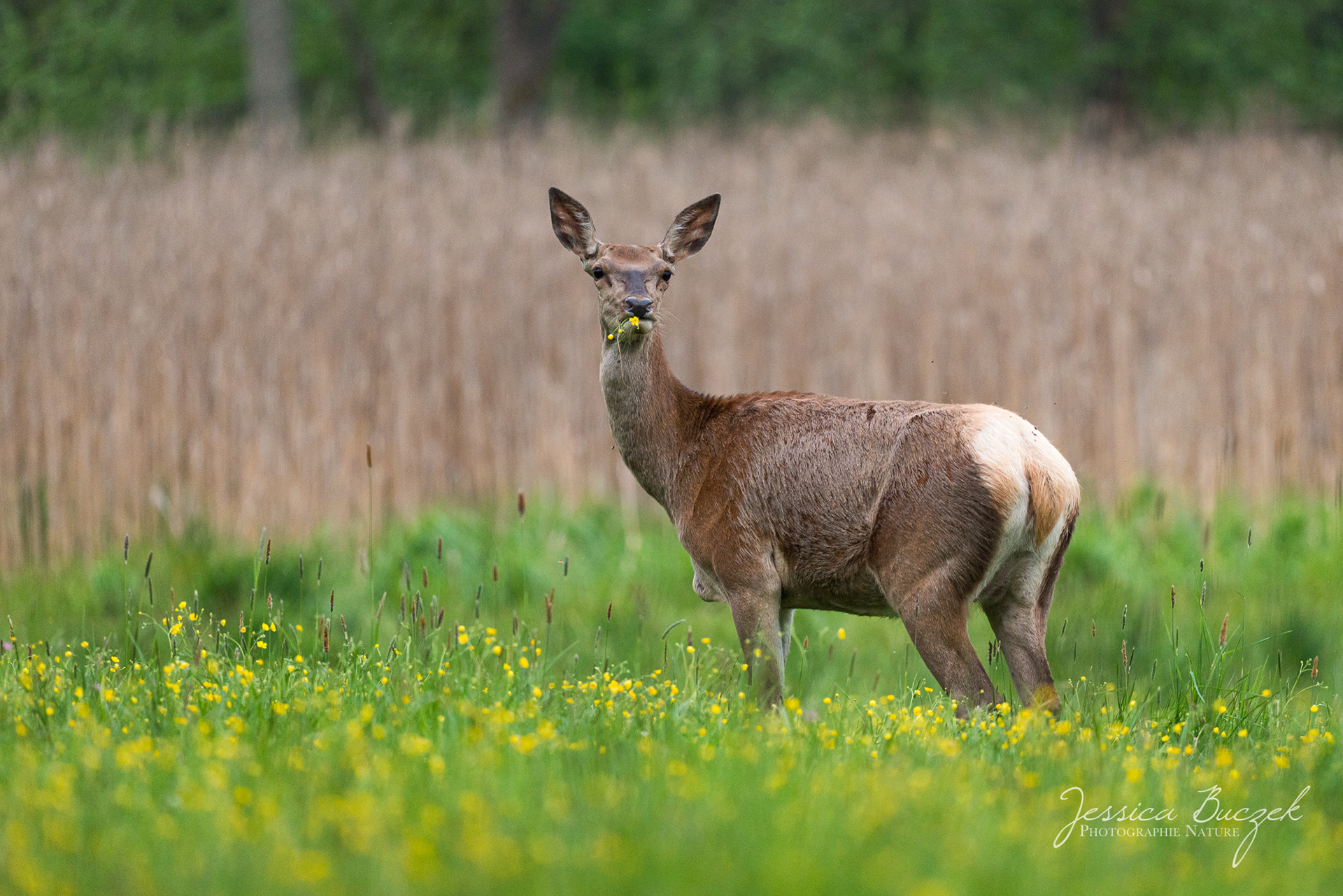 Cervus elaphus - Cerf élaphe (Biche)