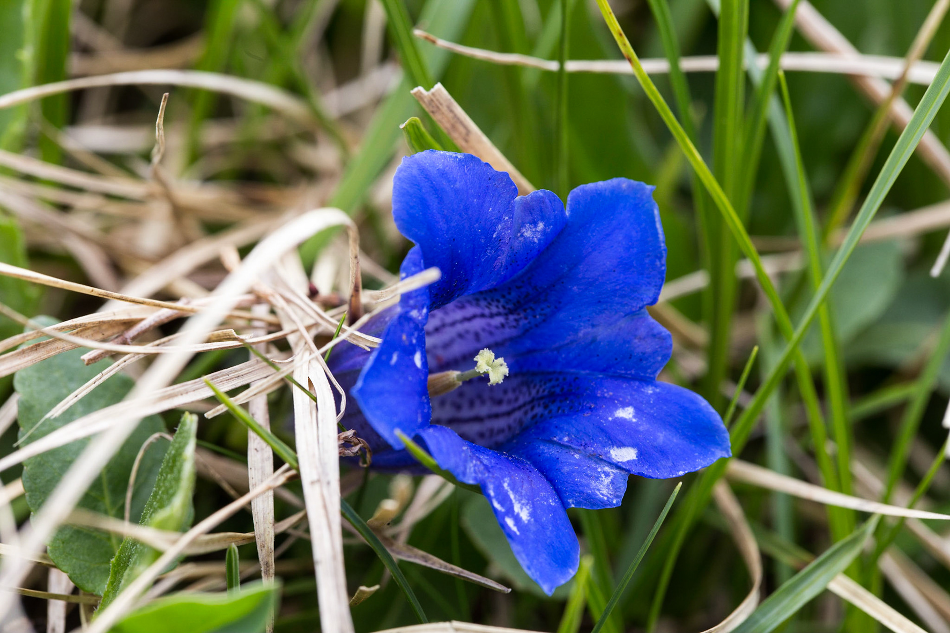 Magnificent blossoms found in the mountains of Karawanken.