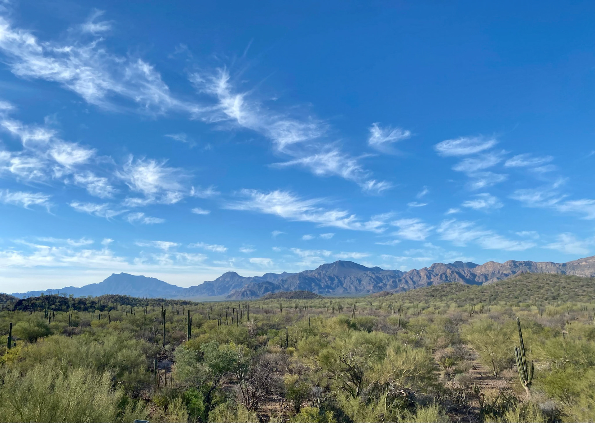 Day 5 Drive Down: The beginning of the cardón forests