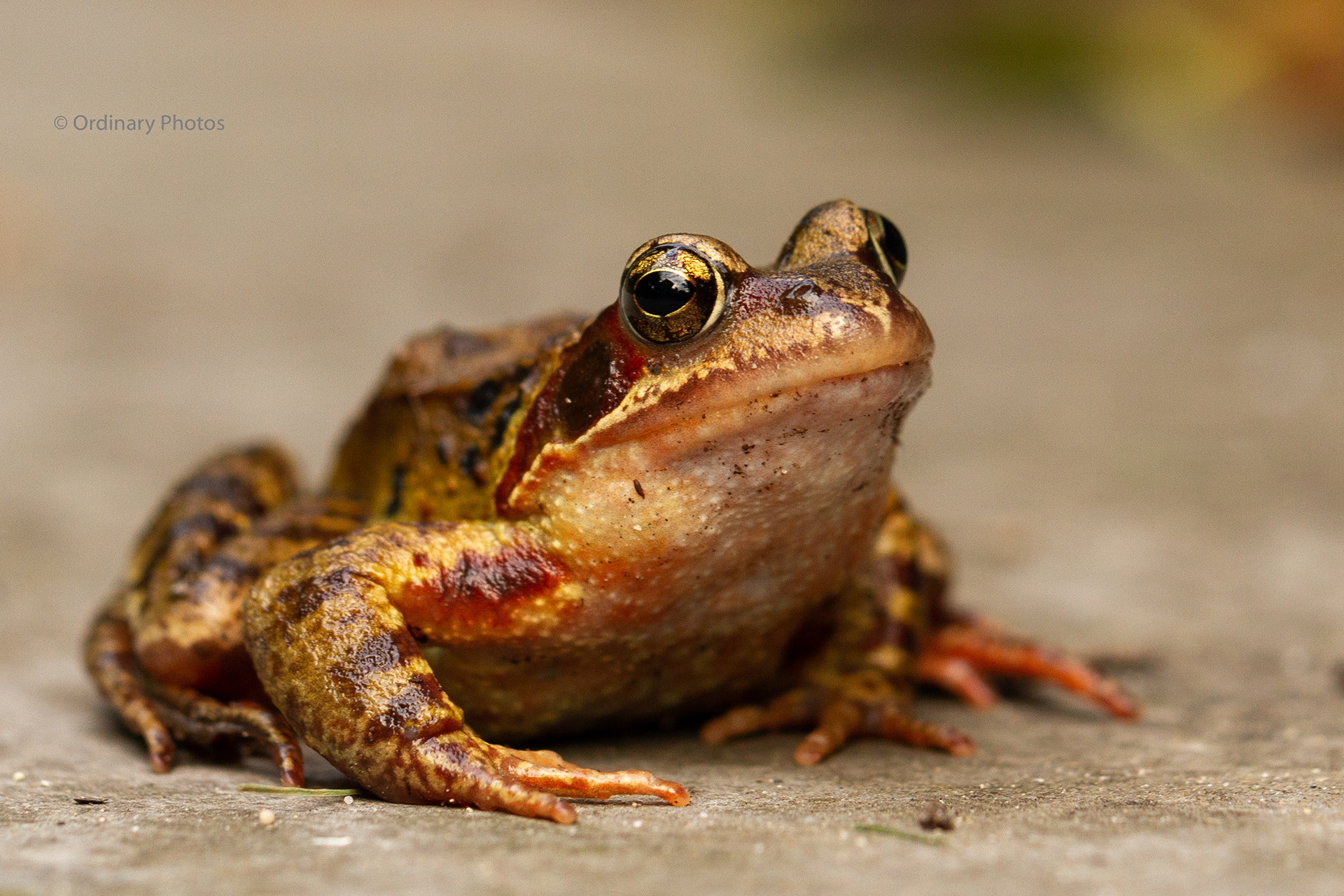 Een bruine kikker in een achtertuin in Huis ter Heide
