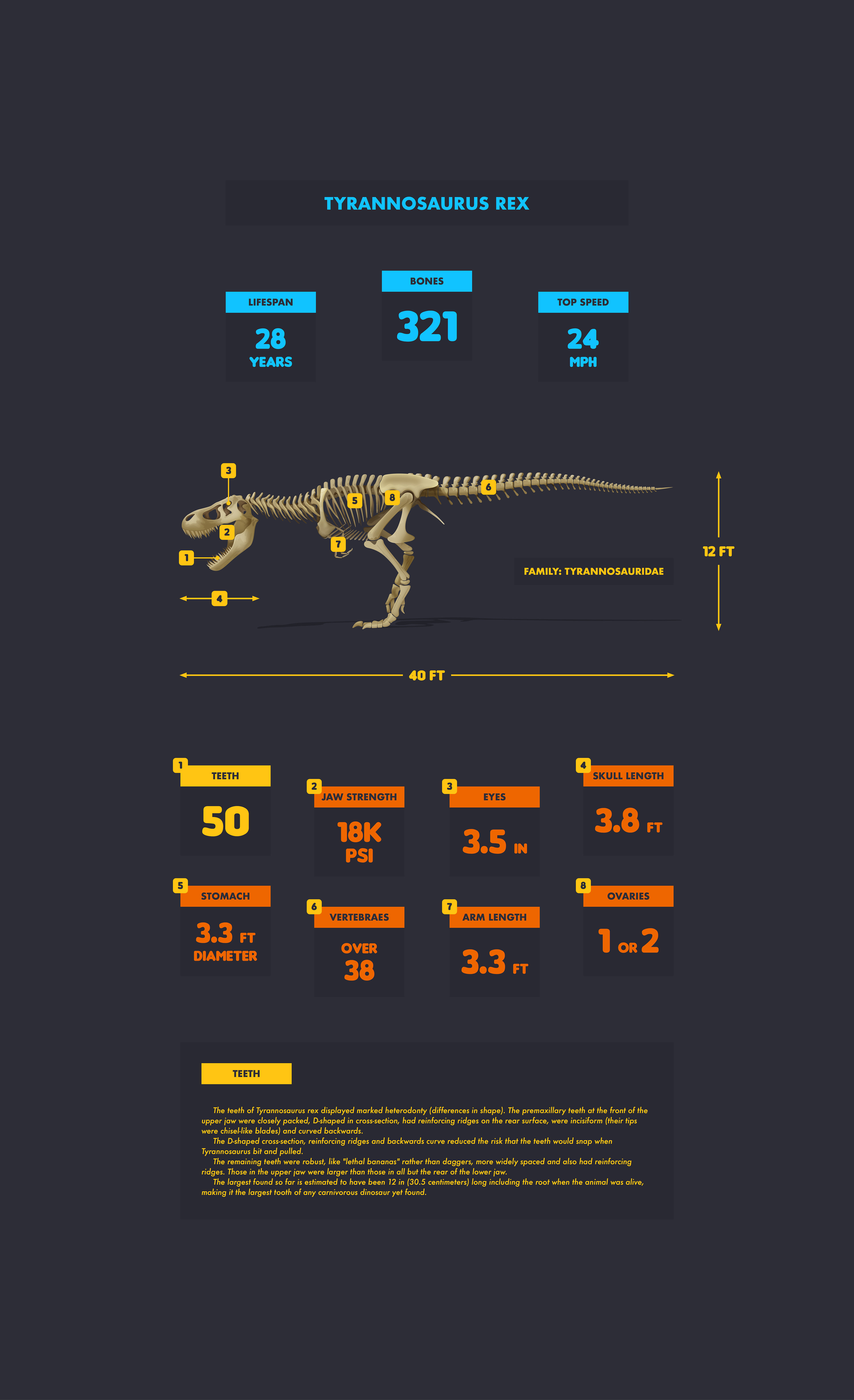 Andrei Marius - Tyrannosaurus Rex Diagram