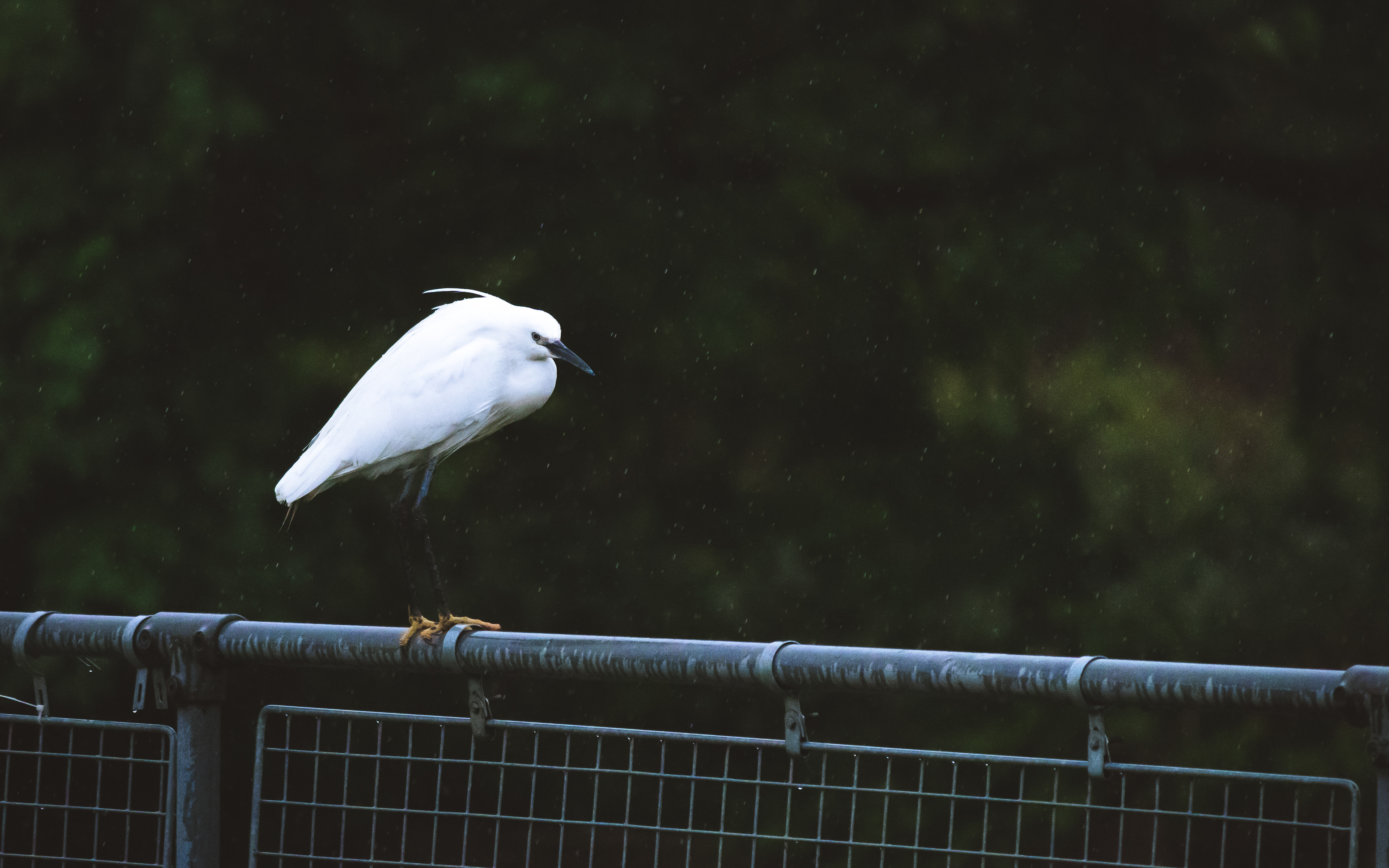 Little Egret in the rain, UK, 2021