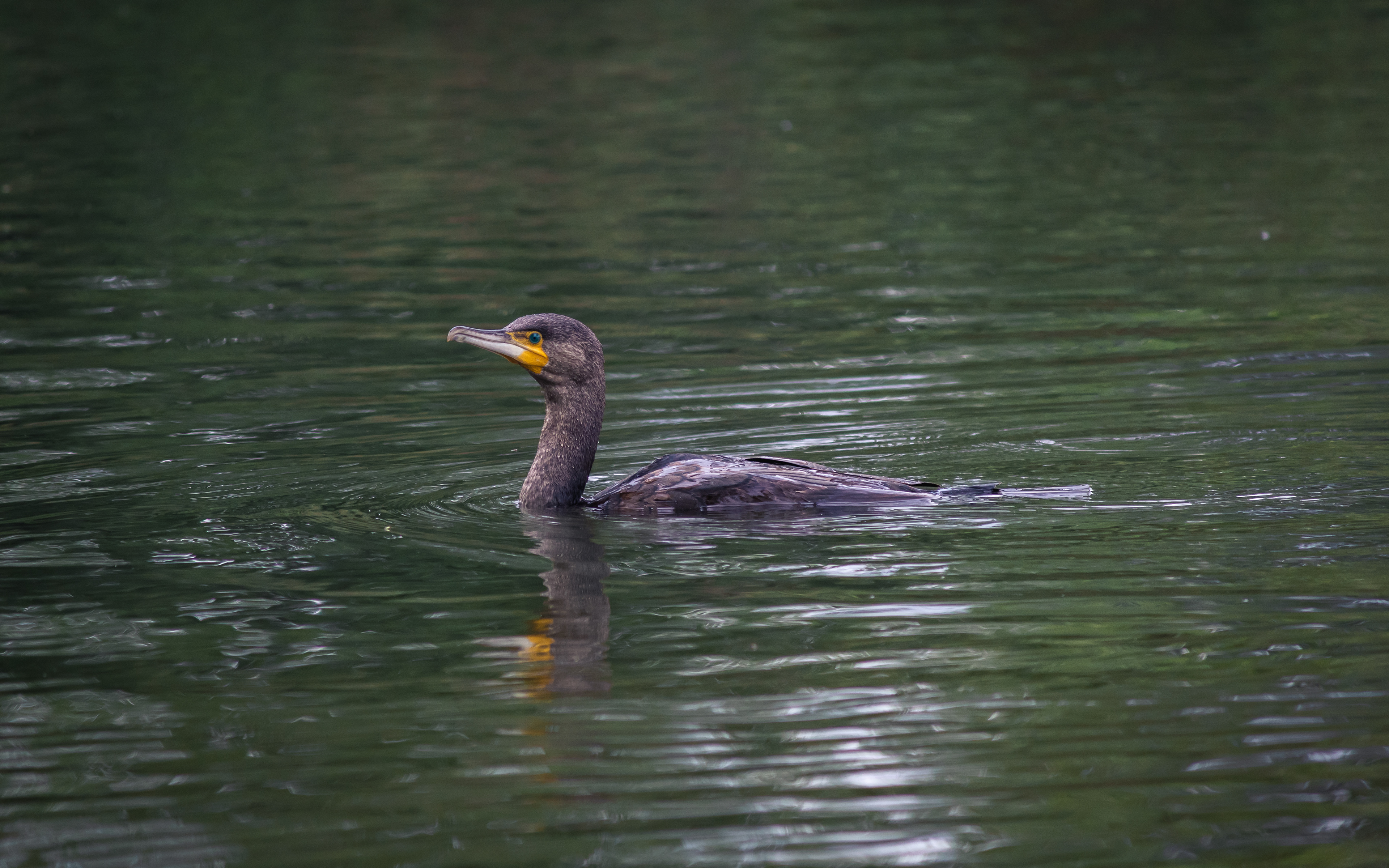Cormorant on the Hunt, UK, 2021