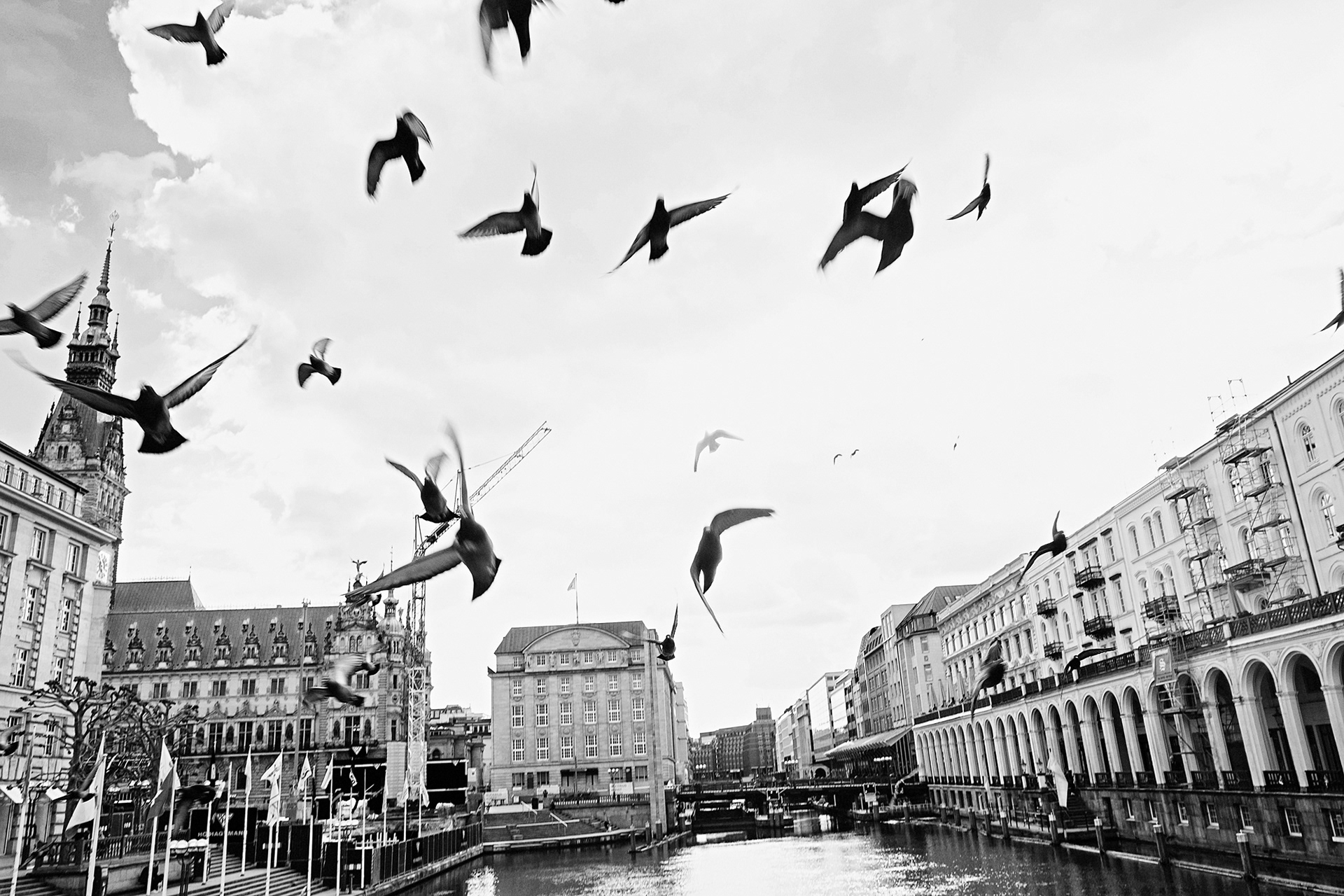 fliegende vögel an der alster
