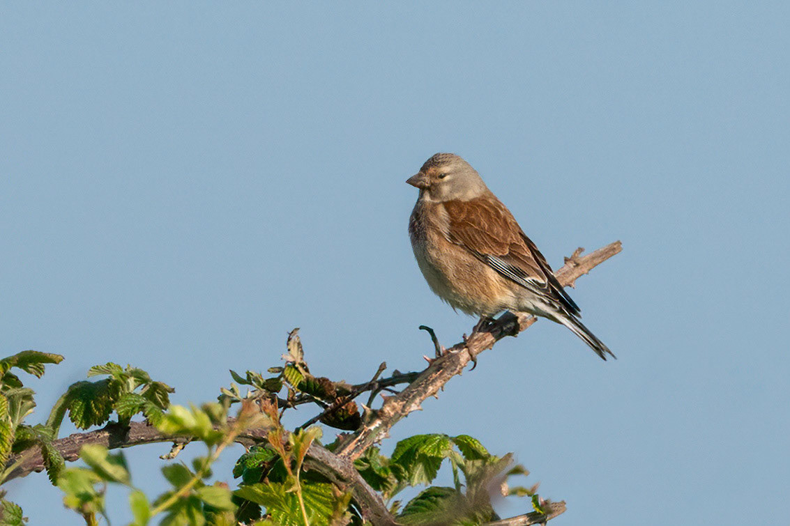 Female Linnet