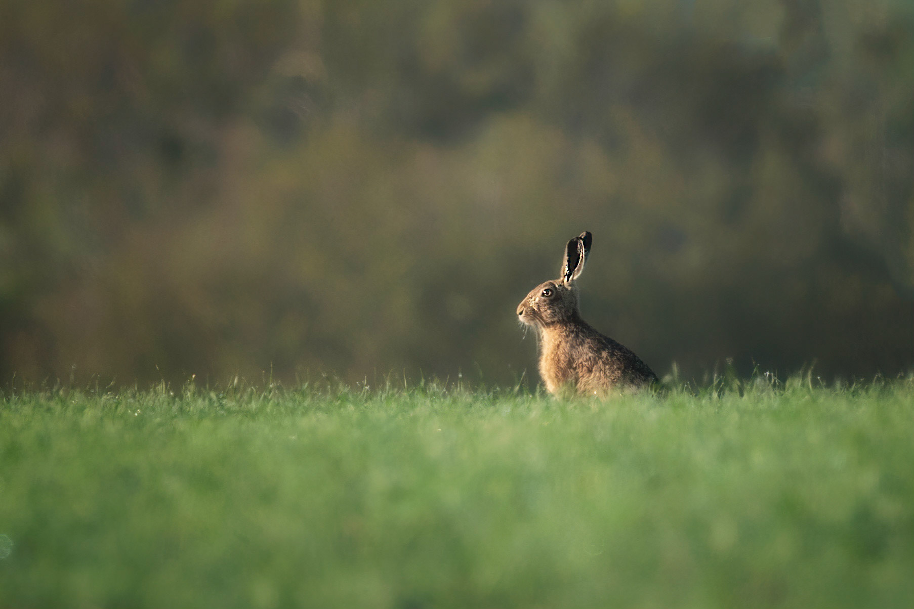 Early Morning Hare 4