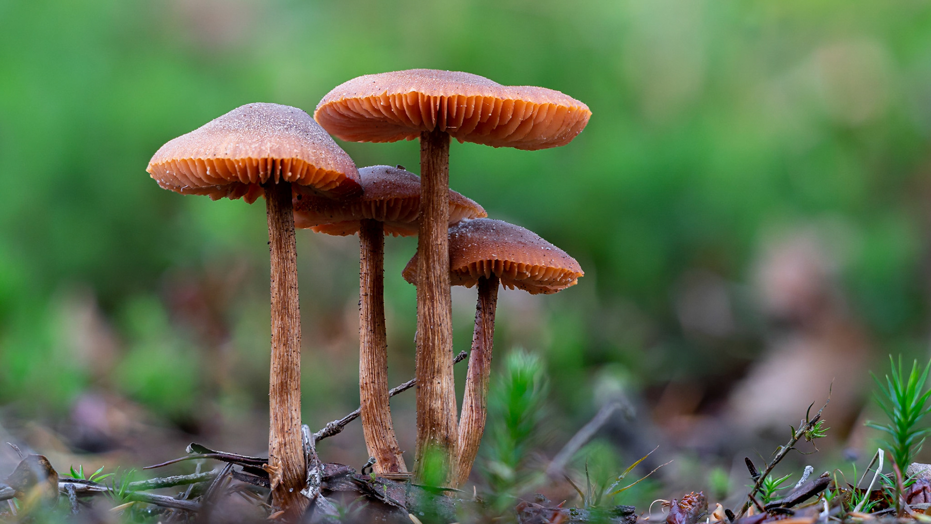 © fotoJAAP