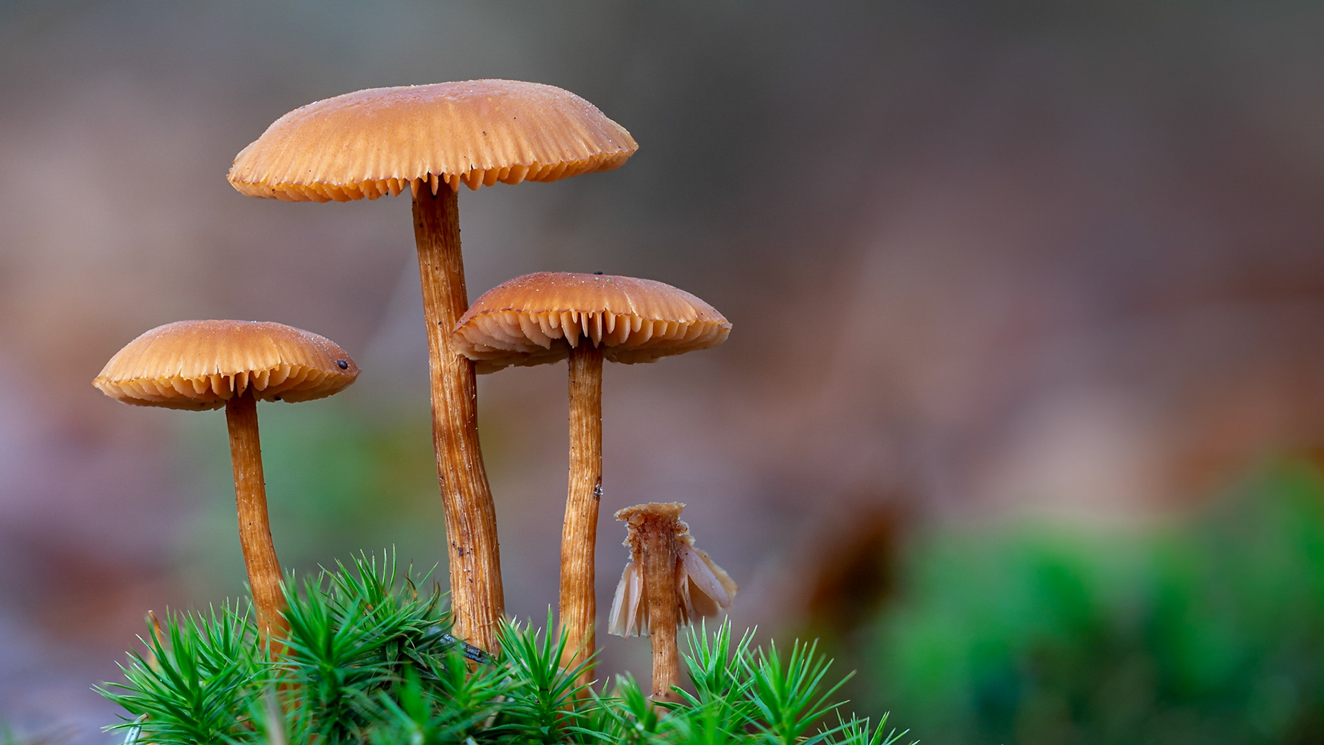 © fotoJAAP