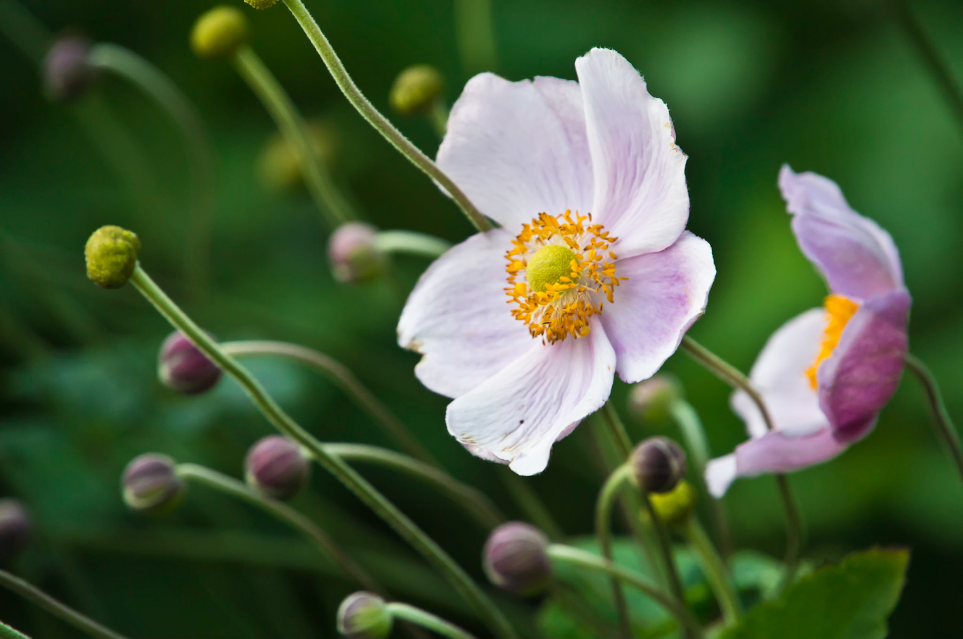 Giverny
