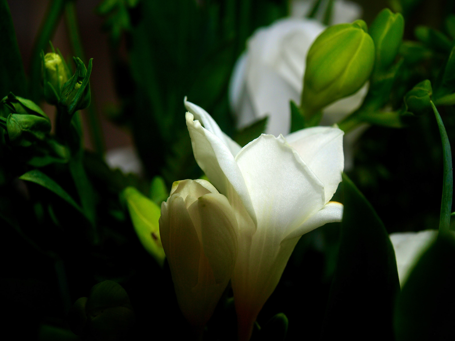 Still Life