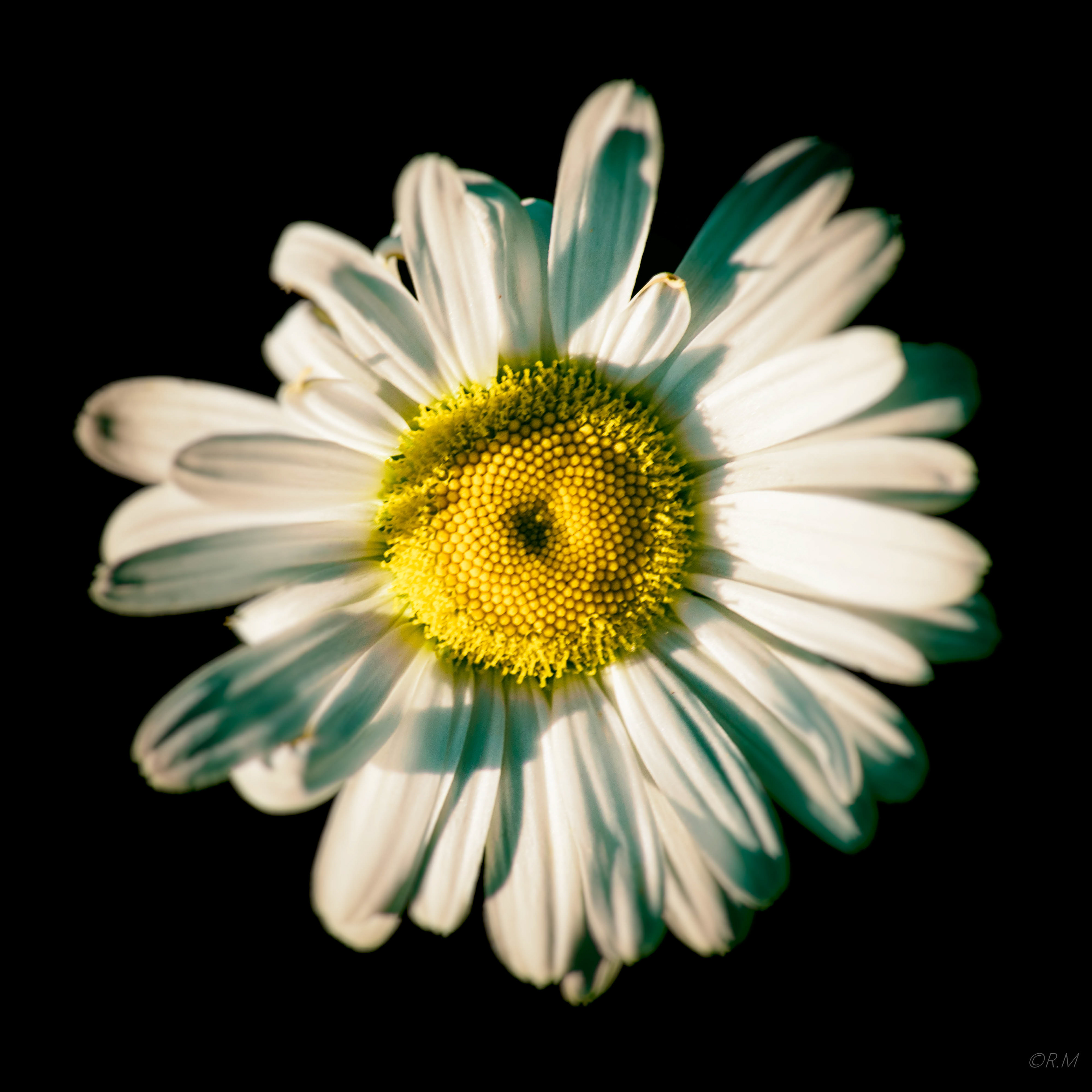 wilde margriet