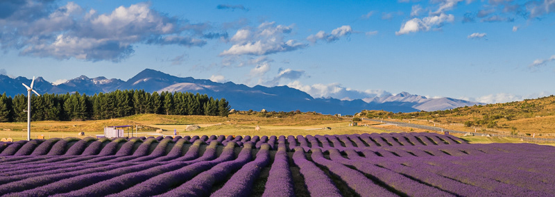 Lavender Farm near Aoraki (Mount Cook) - Canterbury