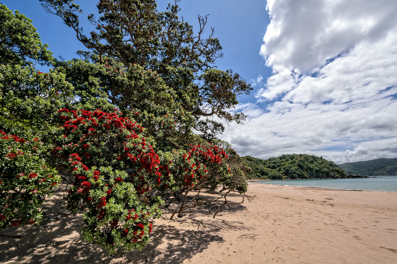 Pohutukawa Tree at Kuaotunu Beach, Coromandel Peninsula - Waikato
