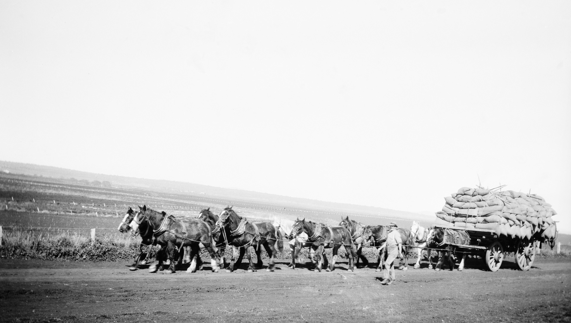 Horse drawn vehicle