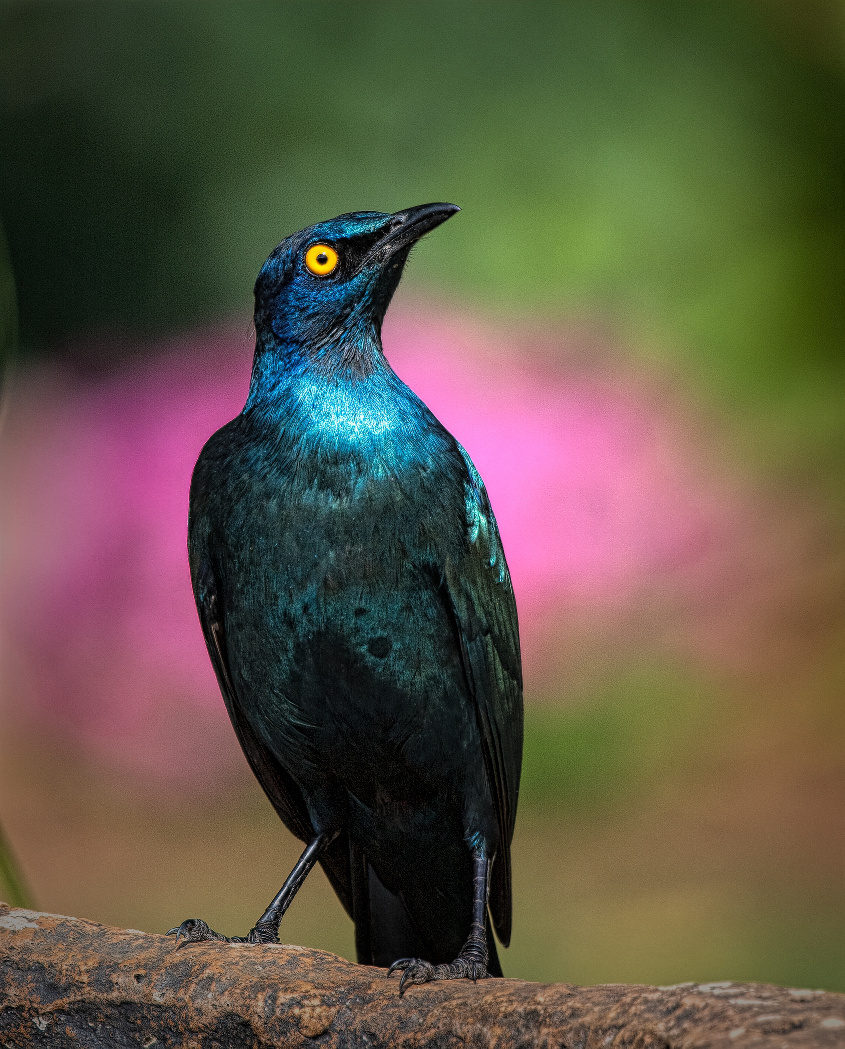 Starling