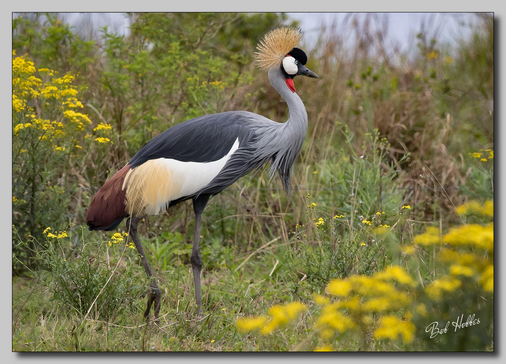 Grey Crested Crane
