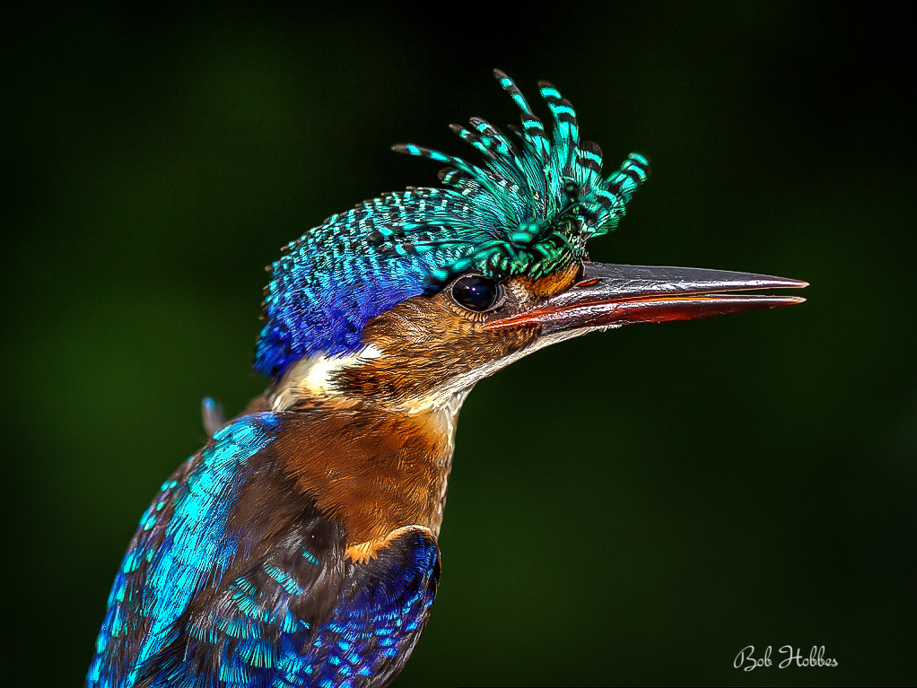 Malachite Kingfisher