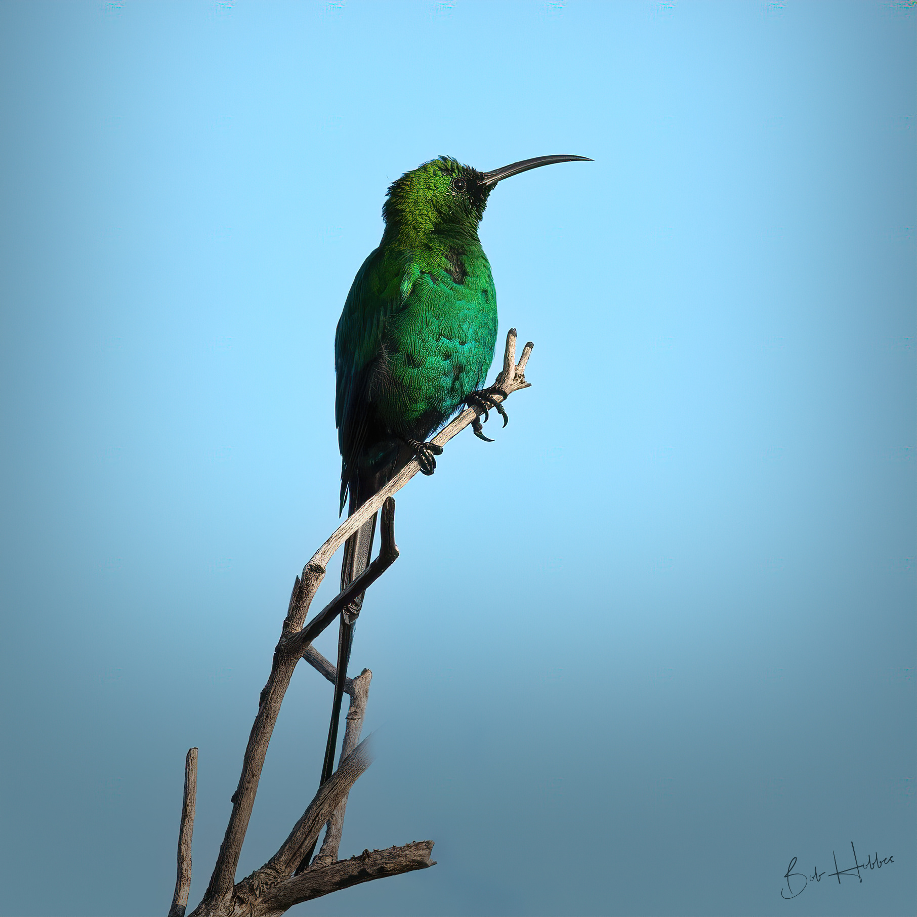 A Malachite Sunbird at van Staadens Flower Reserve, E Cape, South Africa.