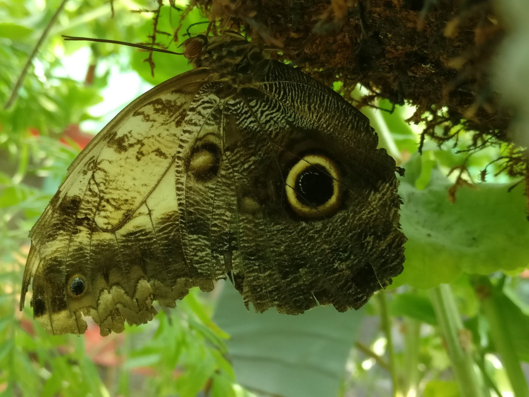 Butterfly on a Branch