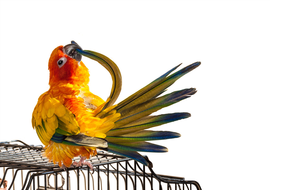 bird-preening-it’s-feathers