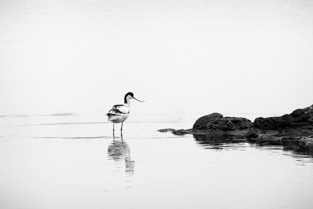 Avocet