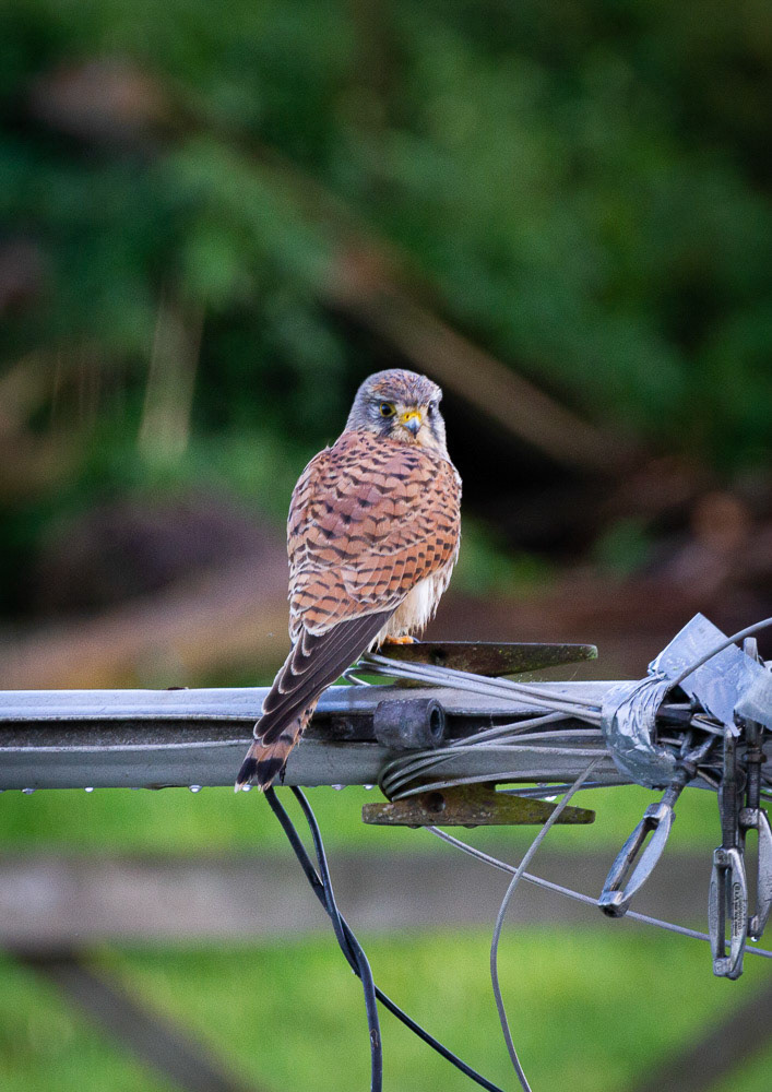 Kestrel