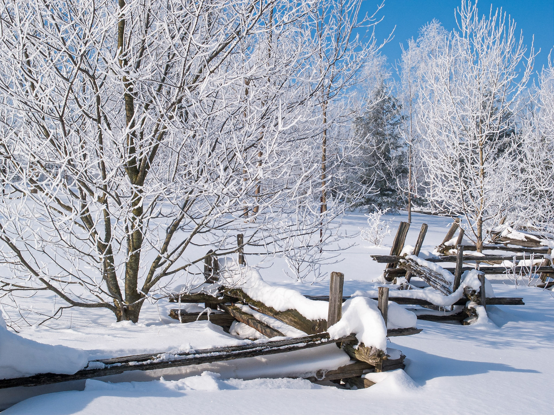 Hoar Frost and Winter Snow, The Arboretum, University fo Guelph