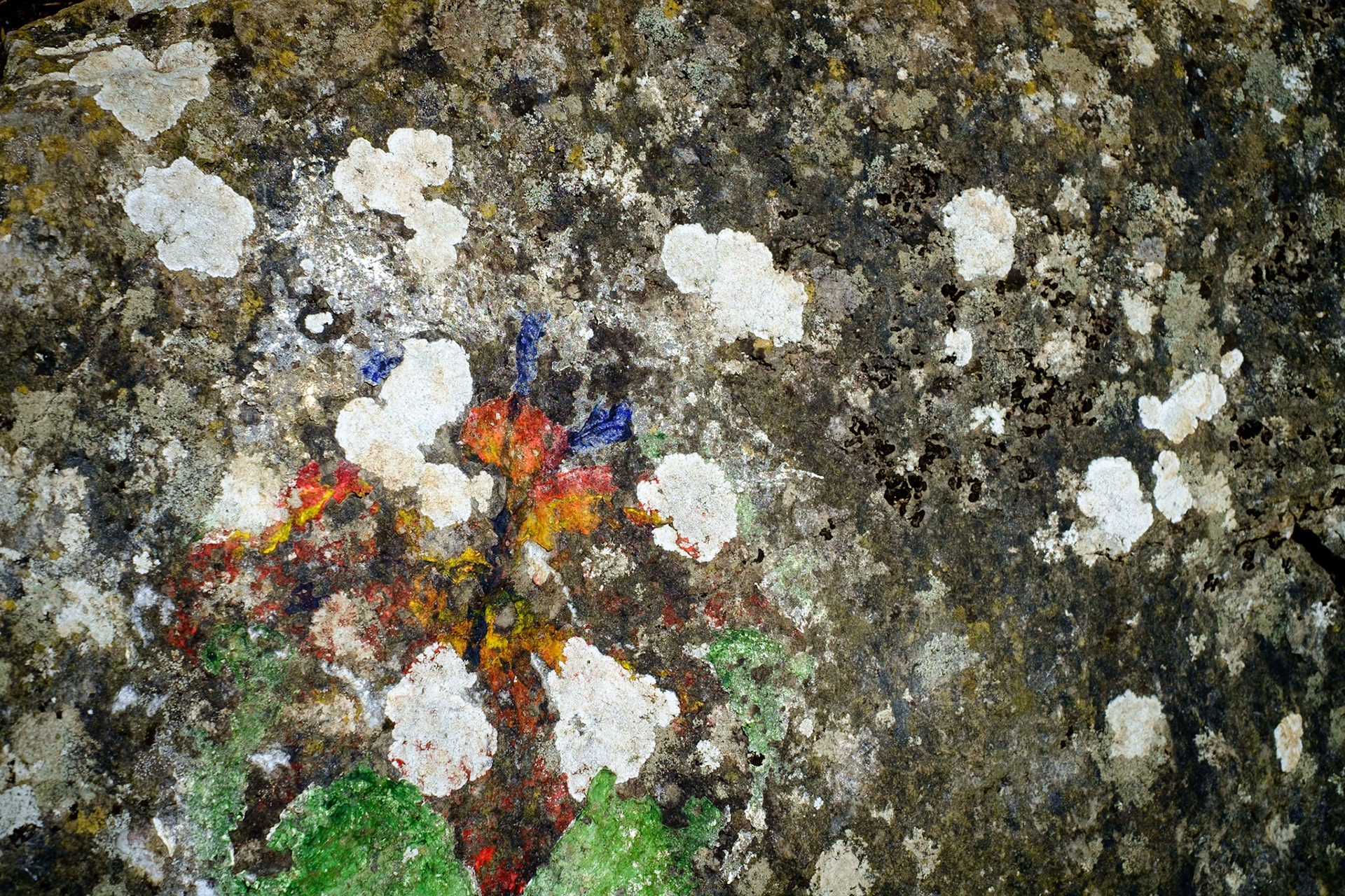 Coloured lichen