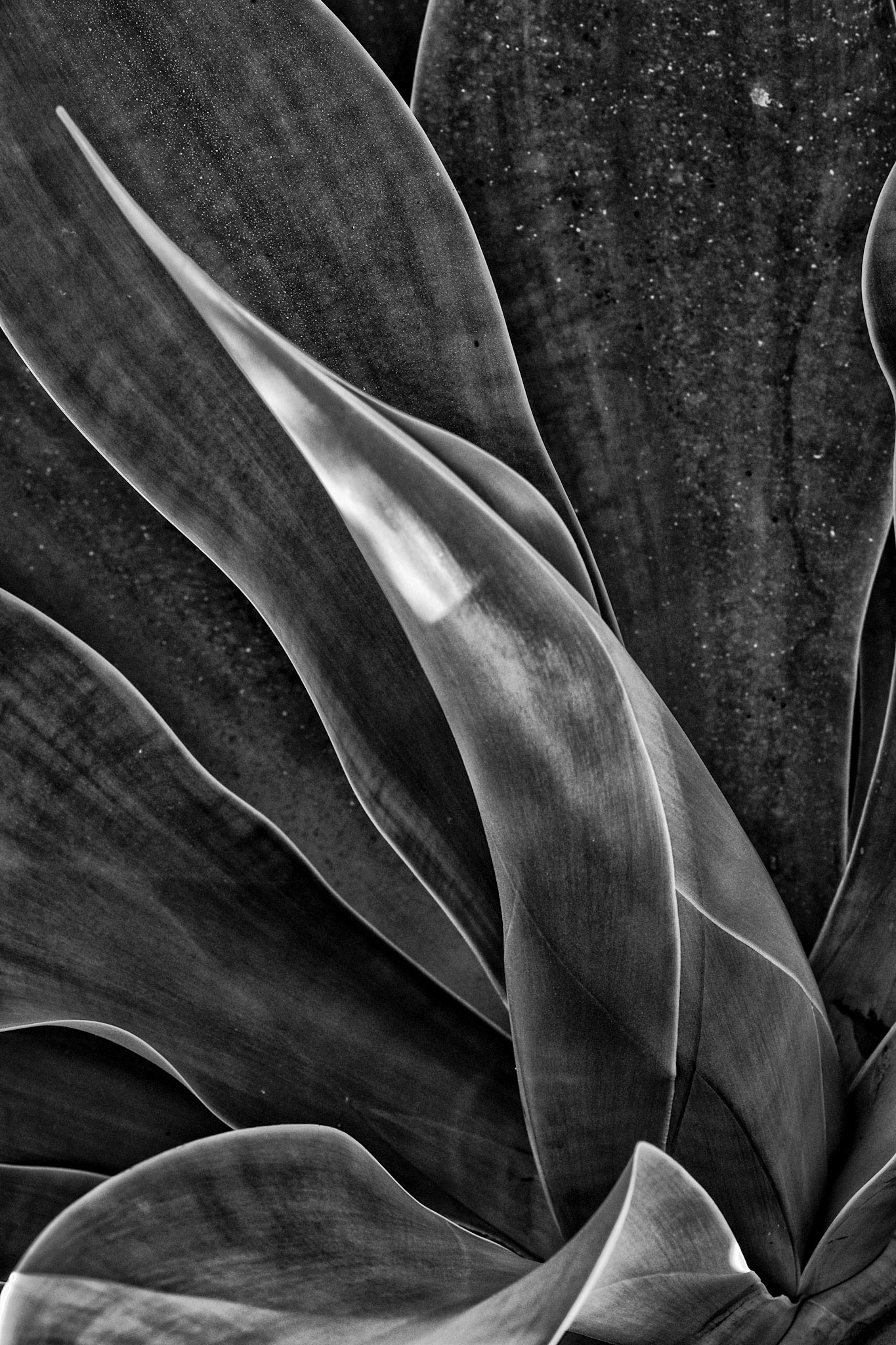 Agave, Ibiza