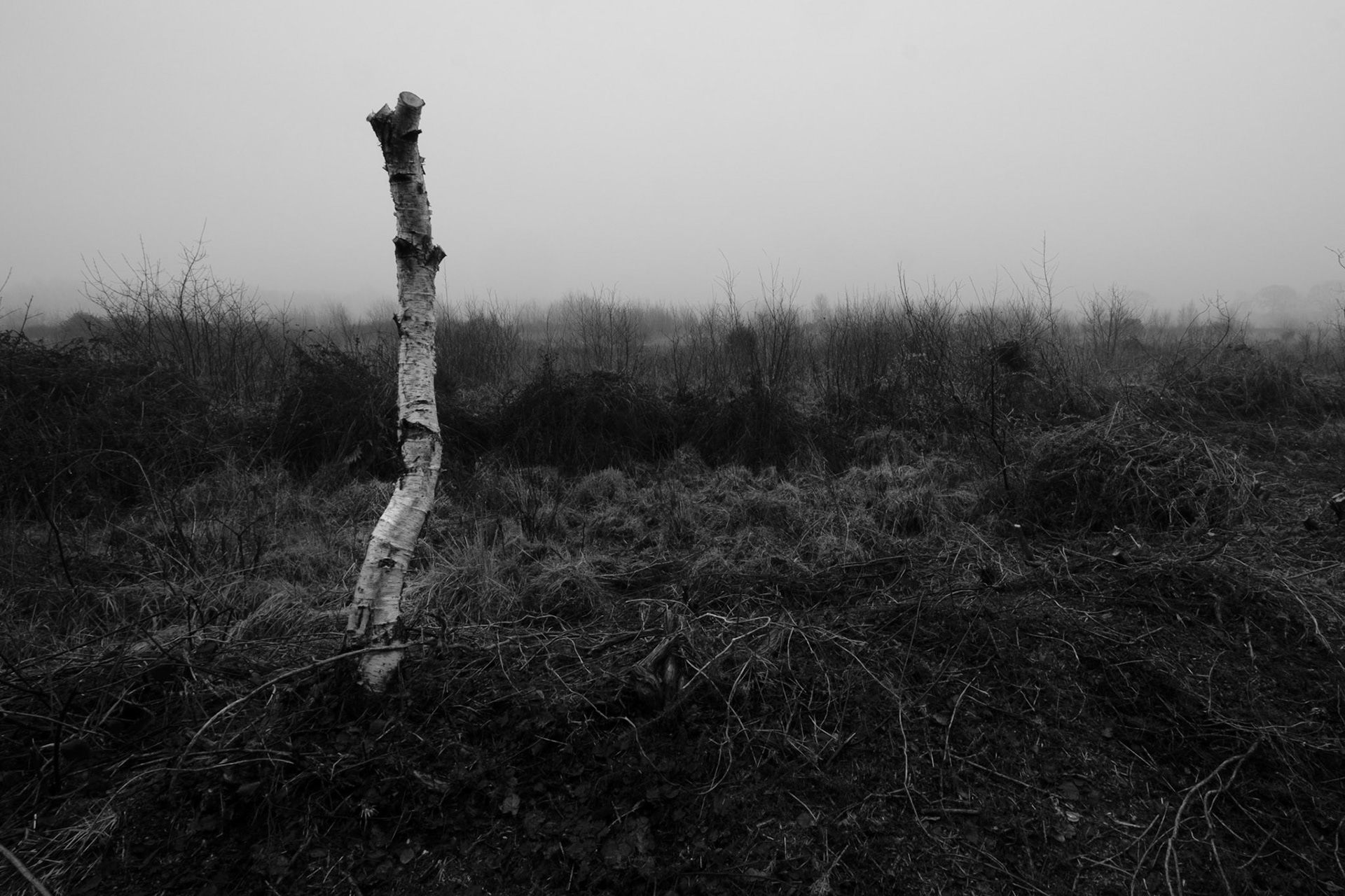 Brutalised birch