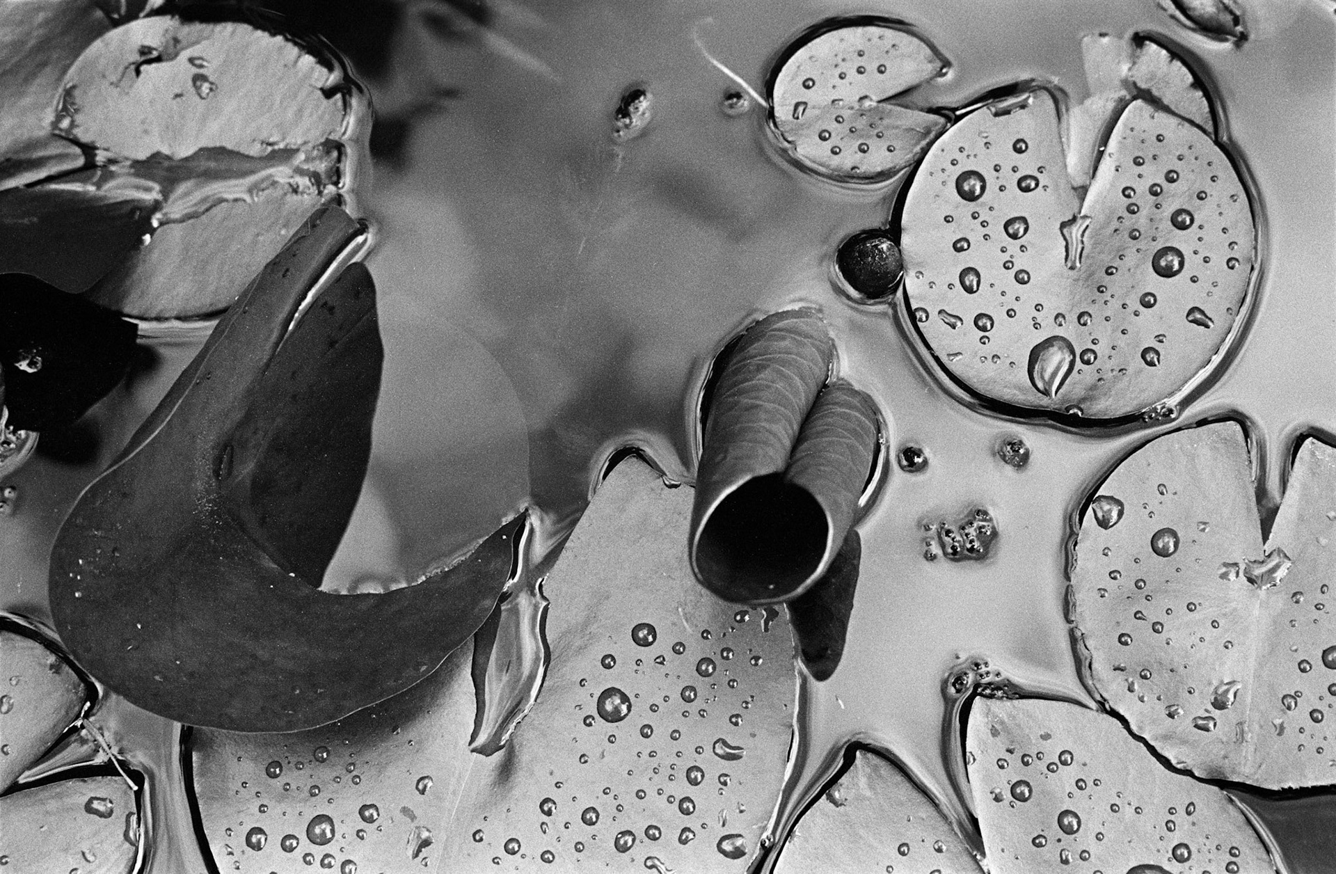 Water lilies: Frome