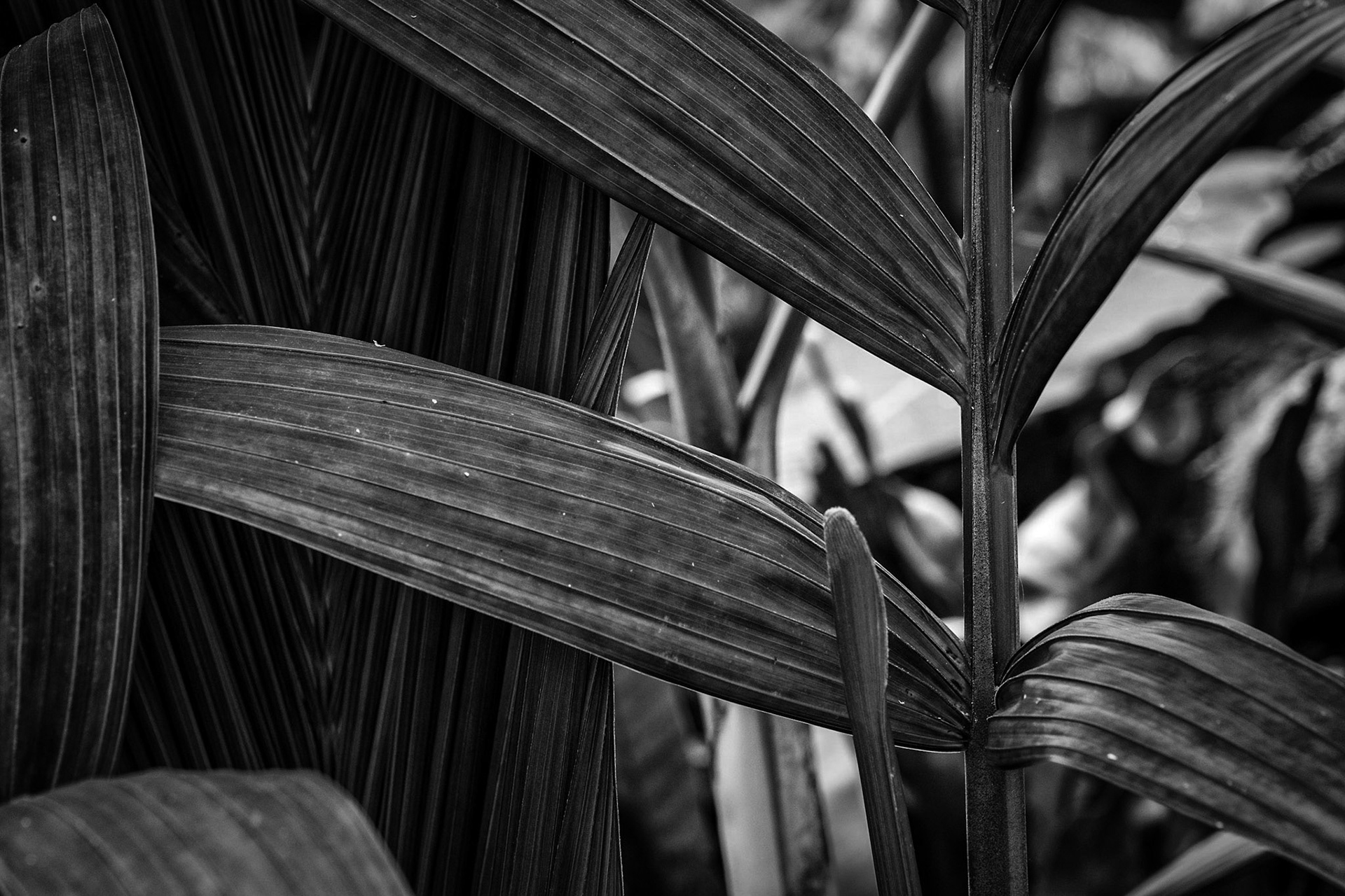 Kew Gardens