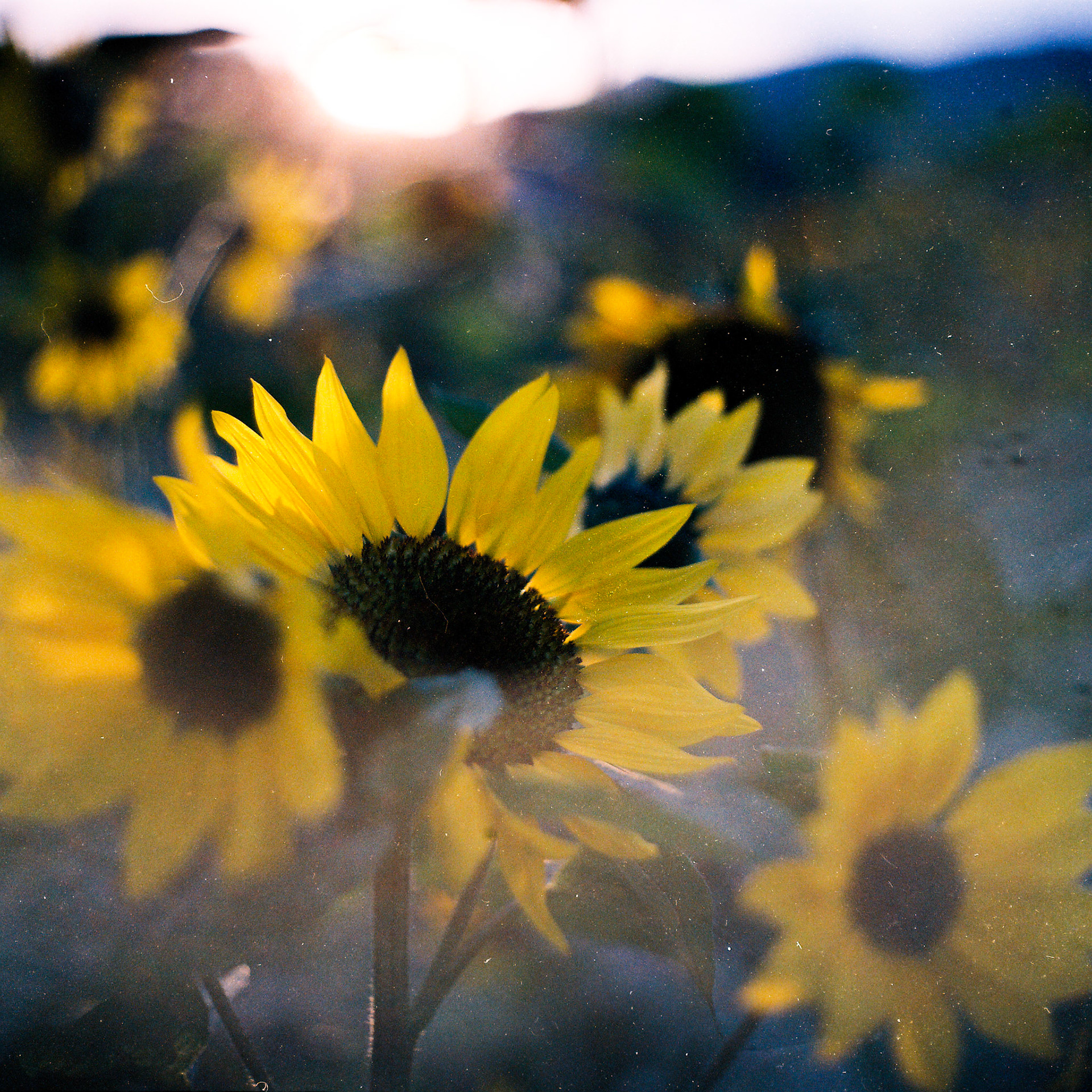 Kiev 6C / Portra