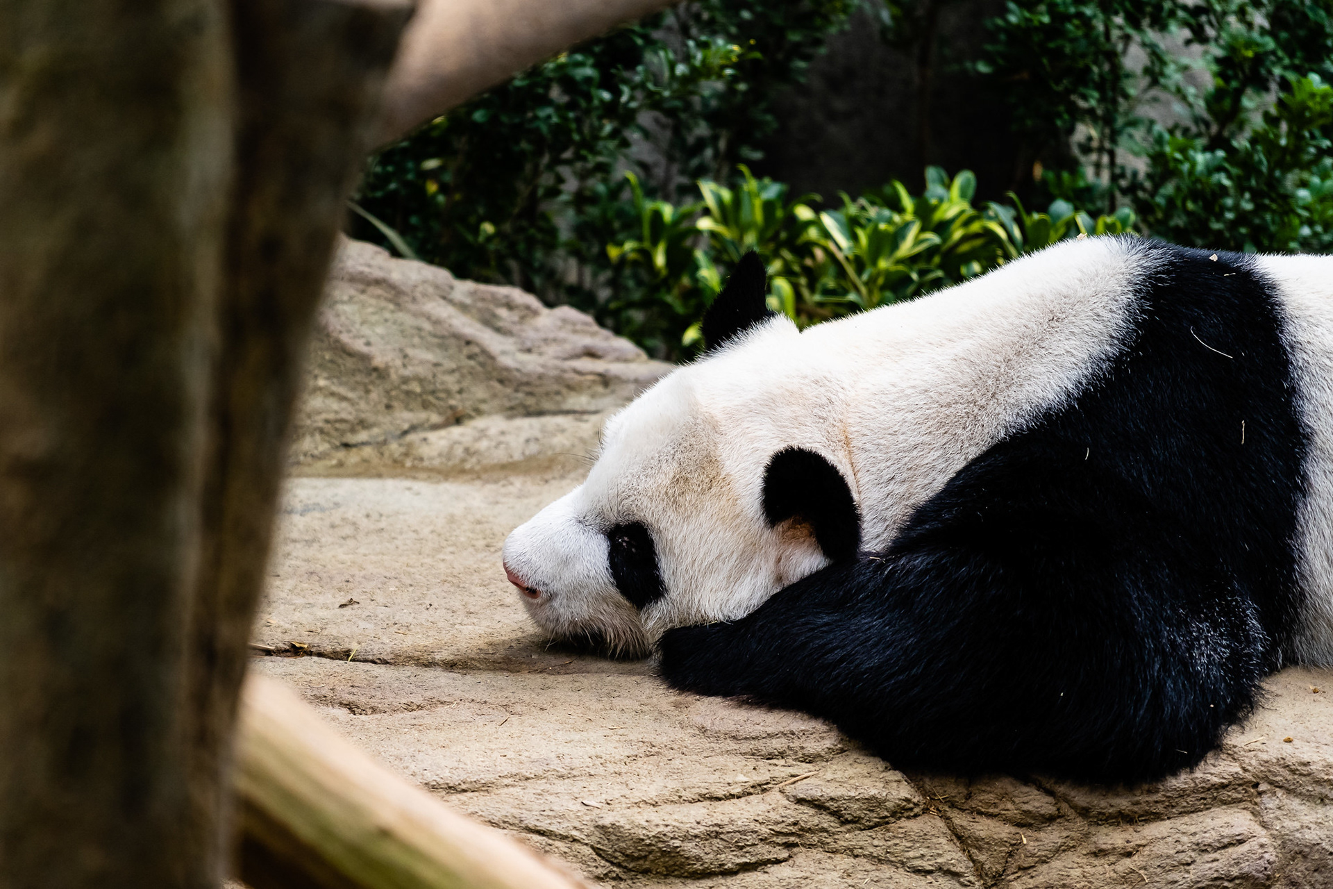 Giant Panda, River Safari
