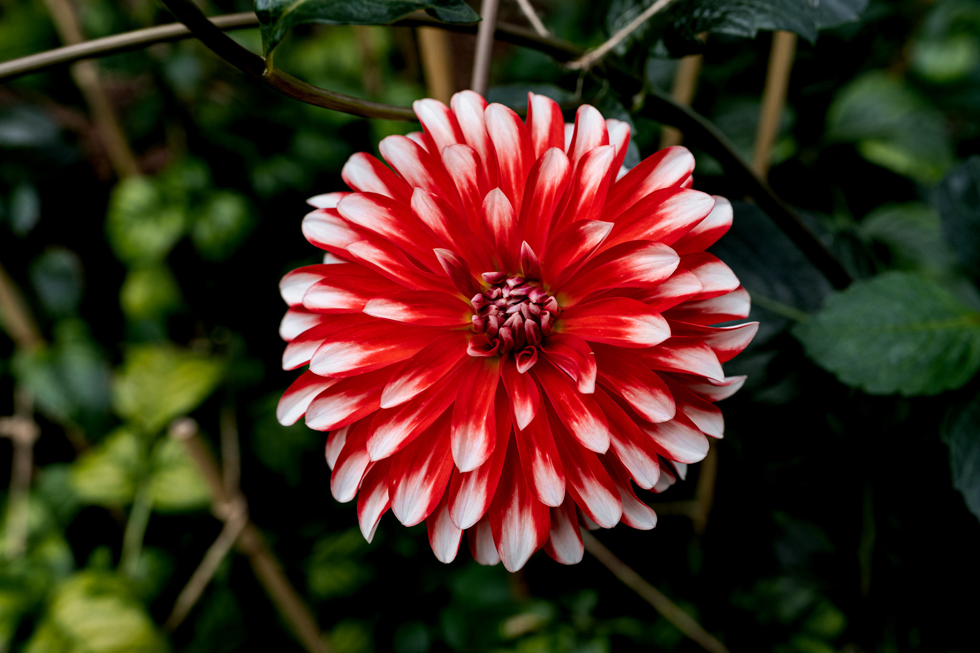 Dahlia Dreams 2021