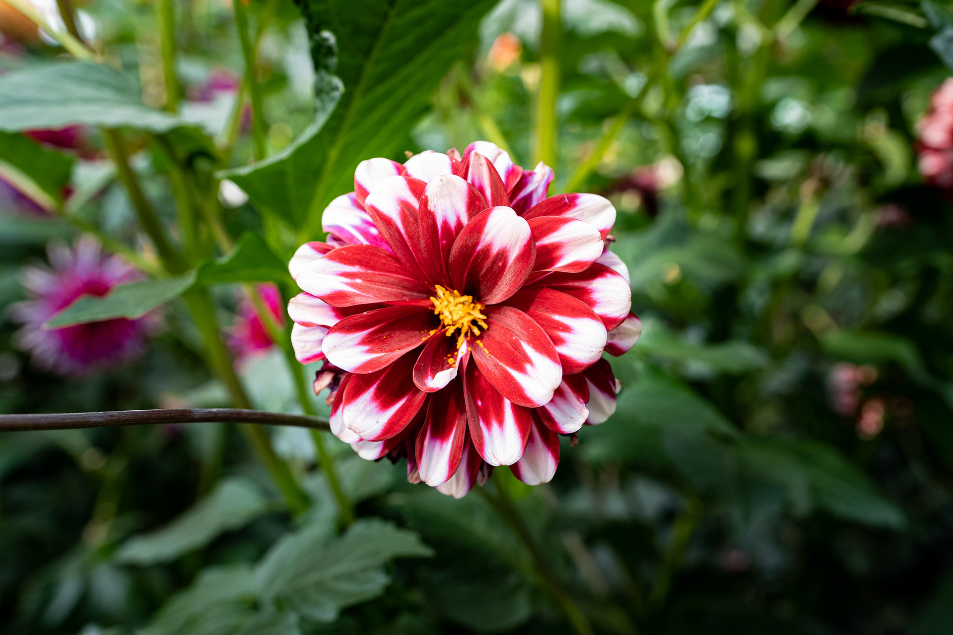Dahlia Dreams 2021